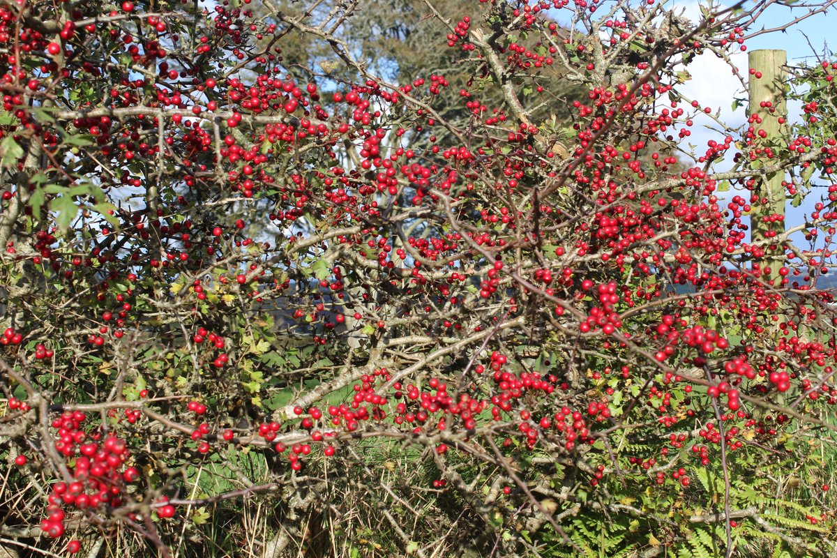 emlynevan's tweet photo. Took a another big bale of hay over to cattle this afternoon and grabbed these lovely #Hawthorn berries on way back #haws #farmtracks #Pembrokeshire โ๏ธโ๏ธ
#herbalwine @herbsocietyuk ๐ด๓ ง๓ ข๓ ท๓ ฌ๓ ณ๓ ฟ๐ด๓ ง๓ ข๓ ท๓ ฌ๓ ณ๓ ฟ๐ด๓ ง๓ ข๓ ท๓ ฌ๓ ณ๓ ฟ https://t.co/g3Ovsjepu8