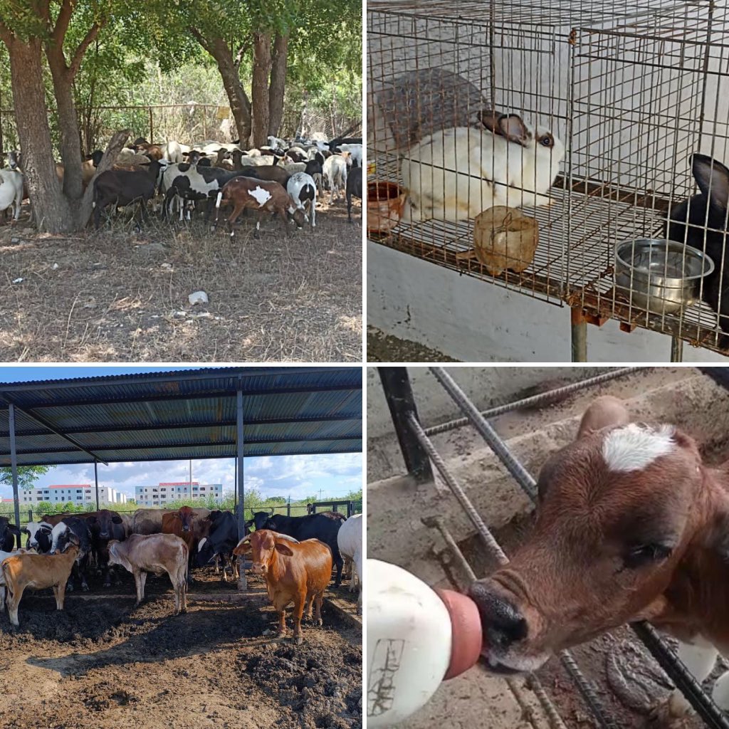 dhernandezlarez's tweet photo. Una de las misiones fundamentales de la #FANB es la participación activa en el desarrollo nacional, y una de las órdenes esbozadas en la guía de planeamiento de todo Comandante es la obligatoriedad de impulsar los proyectos productivos  que proporcionen bienestar a las tropas y a las comunidades como medida y factor de armonía y progreso. 

Felicito a la @lara_zodi13 a sus unidades y a su Comandante GD Rafael Quiroga Parra, por el cumplimiento fiel y exacto de las órdenes, permitiendo la auto sustentación de las unidades militares a su cargo, quienes al igual que toda la nación han sido víctima de las medidas coercitivas unilaterales de bloqueo, sabiendo enfrentarlas con más trabajo y más resultados, además de enfrentar dignamente los   ataques arteros y traicioneros de los idiotas y apátridas quienes desde otros países se dedican a sembrar cenizas contra su propio pueblo, corriendo leyendas negras por un puñado de monedas de traición. 

Sigan adelante dignos soldados de la patria ! Avancen que los perros ladran ! 

#IntegrarEsVencer