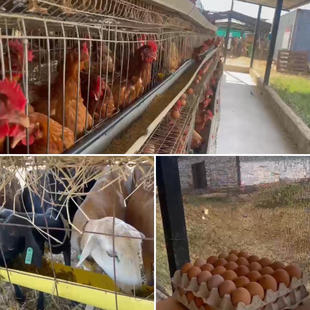 Una de las misiones fundamentales de la #FANB es la participación activa en el desarrollo nacional, y una de las órdenes esbozadas en la guía de planeamiento de todo Comandante es la obligatoriedad de impulsar los proyectos productivos  que proporcionen bienestar a las tropas y a