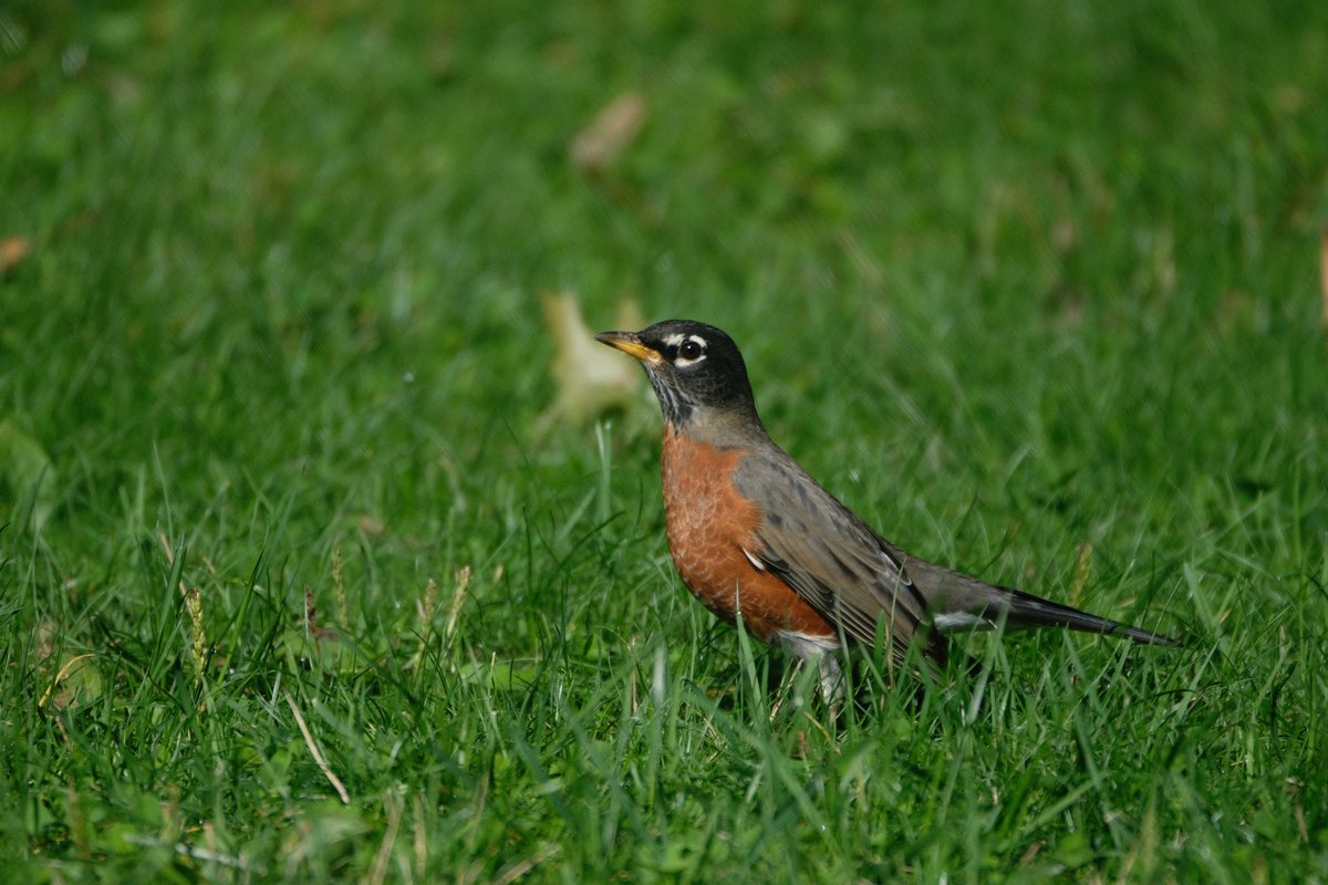 Rgrossma_'s tweet photo. Another rainy day makes me remember the beautiful weather we had in central park several weekends ago (9.30.23). A hermit thrush, red-tailed hawk and an unexpected creature!

#birdcp #birding #birdwatching #BirdsofNYC #Fujilove #photooftheday @BirdCentralPark https://t.co/JBzTWuzHqW