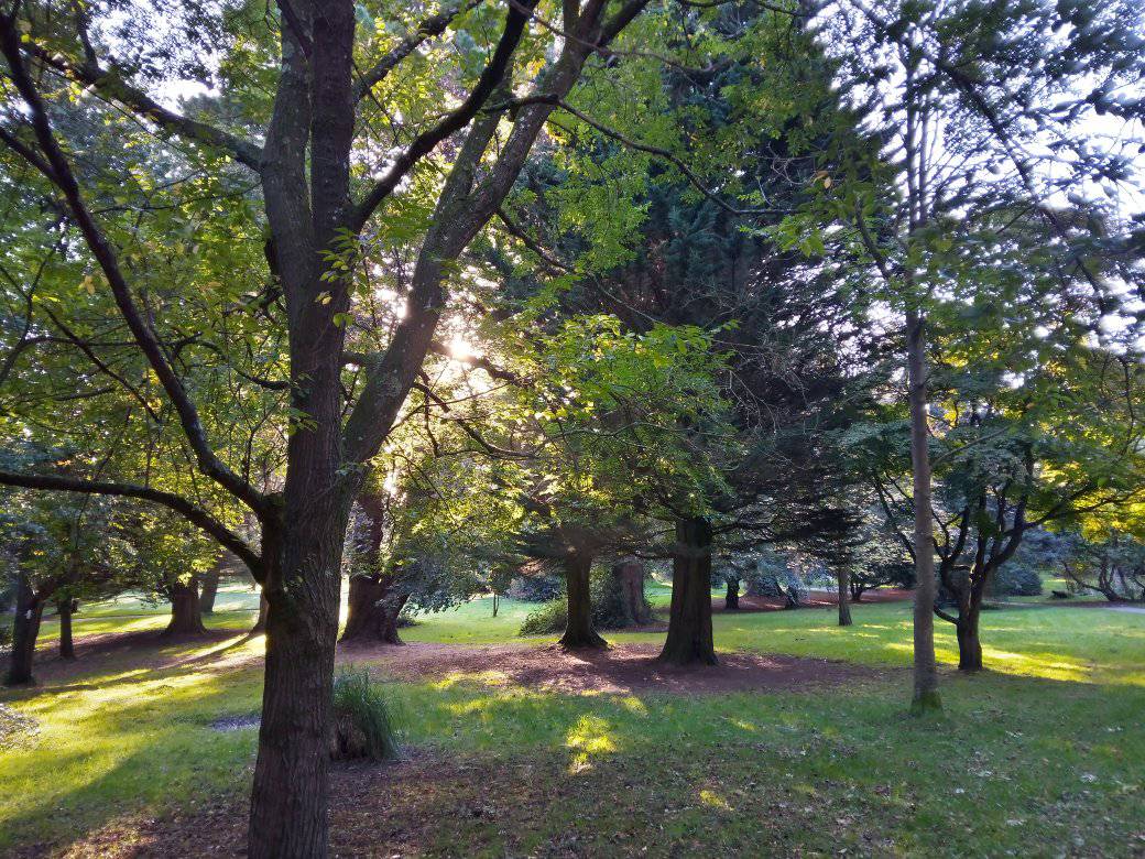 KarenDouglas_NI's tweet photo. What a beautiful morning for #connectingwithnature in my special place ... #CastlePark #LoveBangor #ForestBathing #Autumn #AutumnVibes #Stand4Trees #MoreTreesPlease #QuietTime #calm #mindfulness π³π²π±πππ https://t.co/aurVRDbjlm