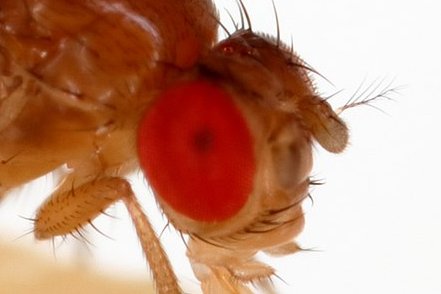 Flies are highly visual animals. That’s obvious to anyone who has ever tried to swat one. So it should be no surprise that eyes are so prominent on the fly head.