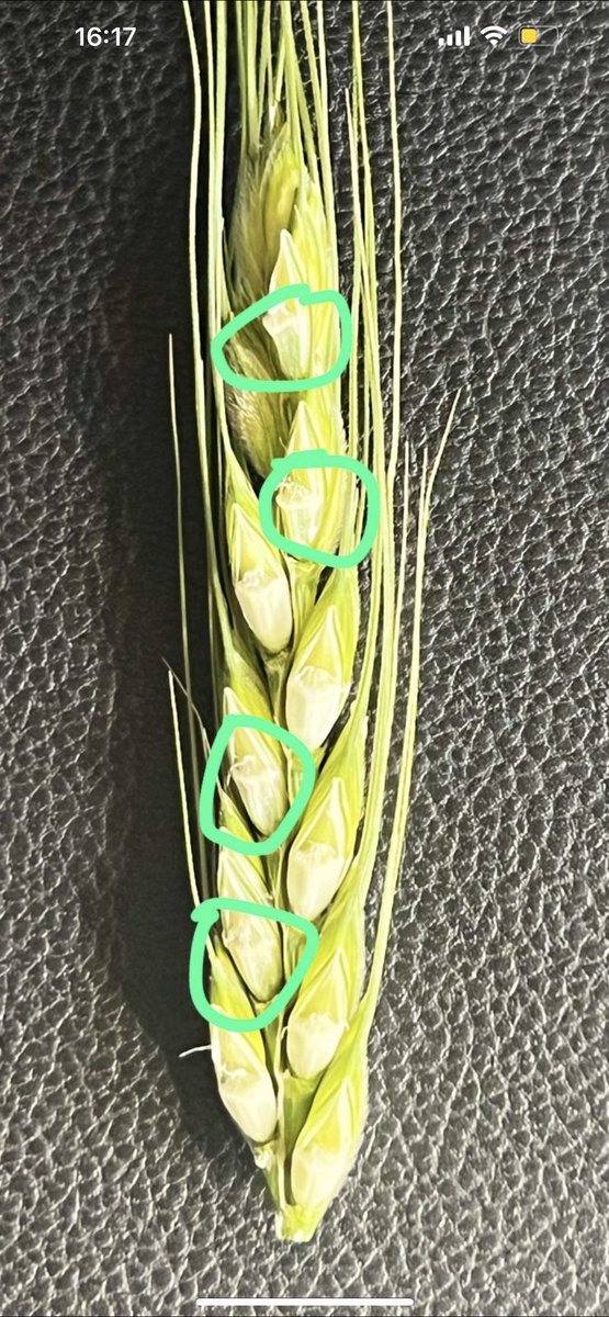 Franco Permingeat tweet media