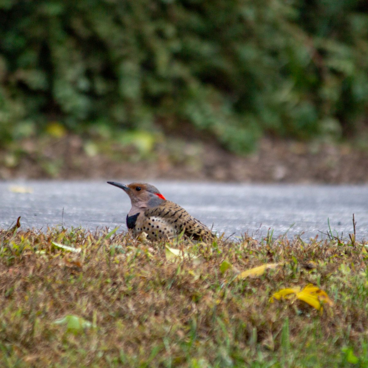 It's #WorldMigratoryDay! On October 15, enjoy a casual birding experience at Wave Hill. Starting with a brief introduction, proceed along to observe birds like this Northern Flicker during fall migration season. Register here: bit.ly/45fhxZI