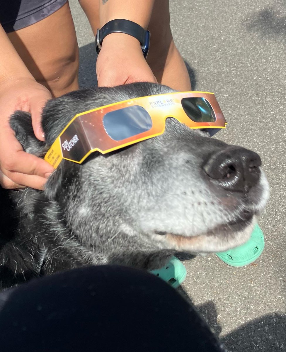 Houston the powder sugar face doggo using pawtective glasses for the annular eclipse on this #SeniorPupSaturday <a href="/dog_rates/">WeRateDogs</a>