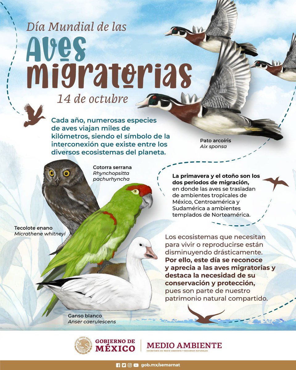 SEMARNAT_mx's tweet photo. Por la generosidad de sus ecosistemas, nuestro país es lugar de descanso, abastecimiento y refugio de millones de #AvesMigratorias. 🇲🇽🐦🦜🦆 https://t.co/ttqBKKMeEn