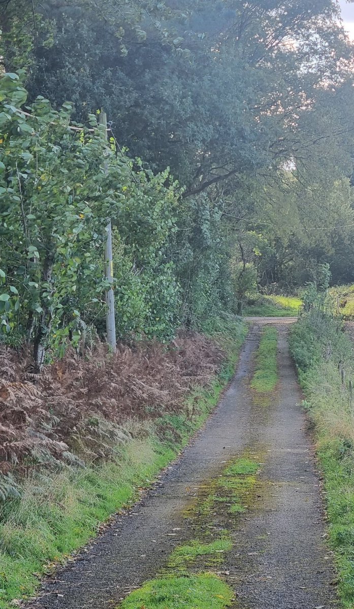 This afternoon's local dog walk touched the spot where in March 1943 Wellington 1C HF996 stalled and crashed killing its crew and the occupants of a rural bungalow at Common Barn...Will need to seek out the crew as they all on or near my @CWGC patch. aircrewremembered.com/millar-robert-…