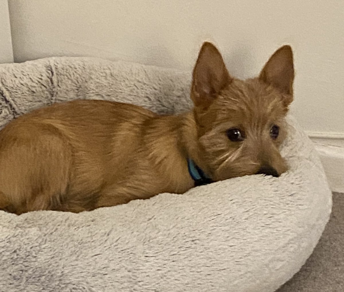 AdoptionsUk's tweet photo. #LondonPlease retweet to HELP FIND THE OWNER OF THIS PUPPY FOUND #HASCOMBE #WAVERLEY #SURREY #UK 
Male Terrier Cross puppy, chip unregistered, found 9 October. Now in a council pound, he could be missing or stolen from another region. Please share widely🌟DETAILS 
https://t.co/gvko0pjw8t
Not for adoption, proof of ownership required.  
#dogs @MissingPetsGB