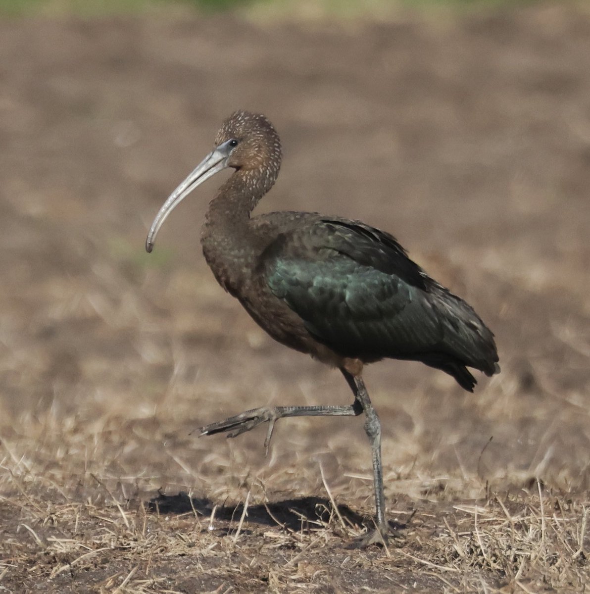 Glossy Ibis on St Agnes this afternoon @scillybirds @ScillyWildlife