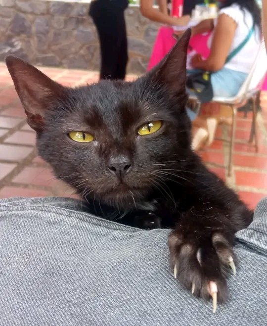 Buenas Tarde🌒🌑📢ACTIVOS 📲
#MisiónNevadoEsAmor❤🐈
🇻🇪 <a href="/edwin_licones/">VENEZUELA HEROICA</a>
🐯 <a href="/rosales69/">Edgar.A.R.R</a>
🇻🇪 <a href="/828Berrio/">ANGEL REMIGIO BERRIO DELGADO</a>
🐰 <a href="/ARJMB2104/">alfredo</a>
🇻🇪 <a href="/noel_urbaneja/">Noel urbaneja</a>
🐺 <a href="/YanireRuiz2367/">Yanire</a>
🇻🇪 <a href="/patriotica20/">Patriotica2064</a>
🐯 <a href="/Francisco11001/">francisco</a>
🇻🇪 <a href="/GredinsonRamos/">Gredinson Ramos</a>
🐰 <a href="/Alexis061804702/">Alexis</a>
🇻🇪 <a href="/beatriz77748/">Beatriz Rojas ❤🌹</a>
🐺 <a href="/Maria_E_Medina/">Maru Costeña</a>
🇻🇪 <a href="/CleyMoraPSUV/">Cleybeet 📸</a>