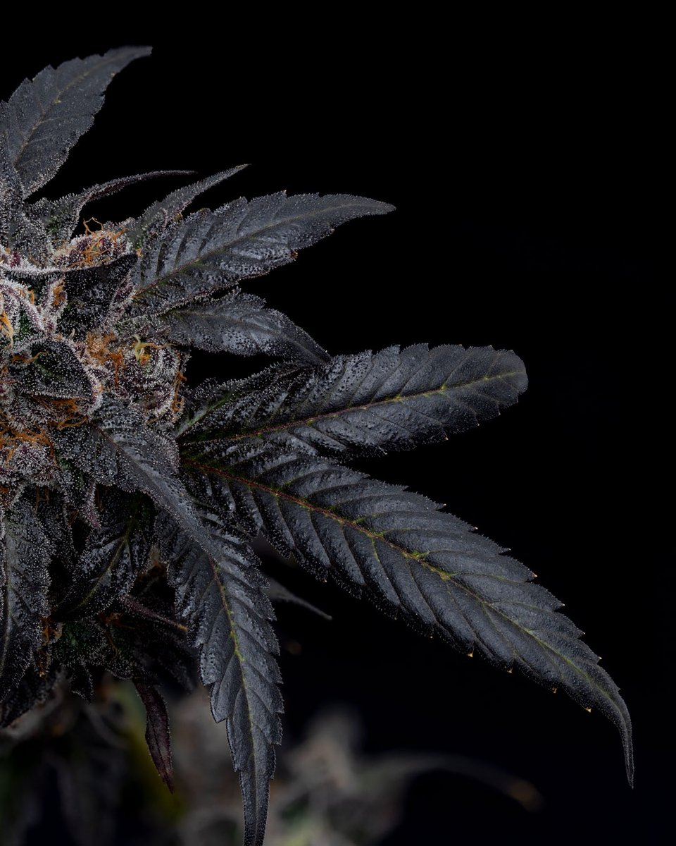 dcpremierfarms's tweet photo. Gas Basket  reflects its pungent, gasoline-like scent with hints of earthy and citrus undertones. When consumed, It can induce a relaxed and euphoric state, making it a go-to choice for those seeking stress relief and mood enhancement. 
#cannabis #terpenes #trichomes #smokesesh https://t.co/VwQ7IemIyj