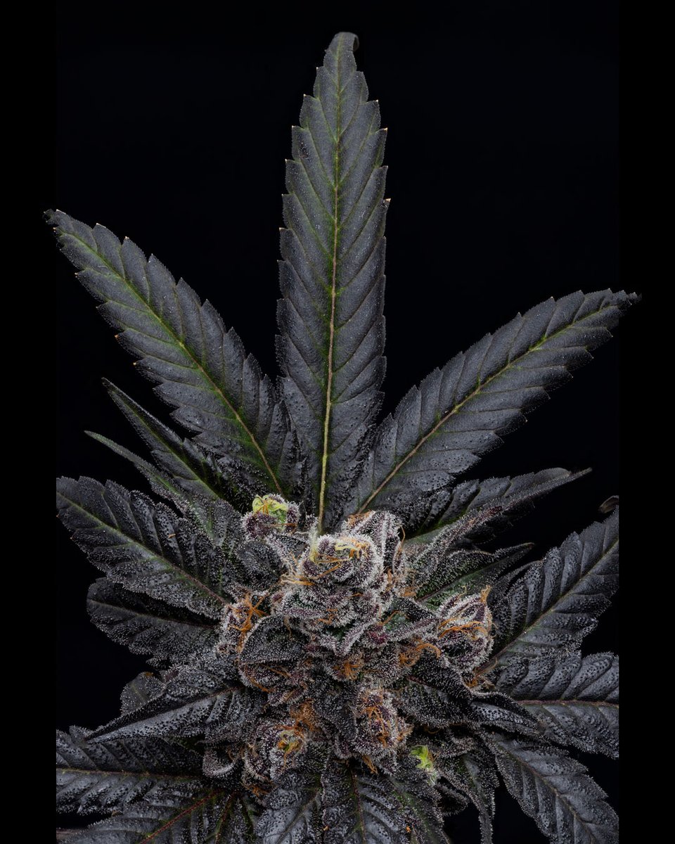 dcpremierfarms's tweet photo. Gas Basket  reflects its pungent, gasoline-like scent with hints of earthy and citrus undertones. When consumed, It can induce a relaxed and euphoric state, making it a go-to choice for those seeking stress relief and mood enhancement. 
#cannabis #terpenes #trichomes #smokesesh https://t.co/VwQ7IemIyj