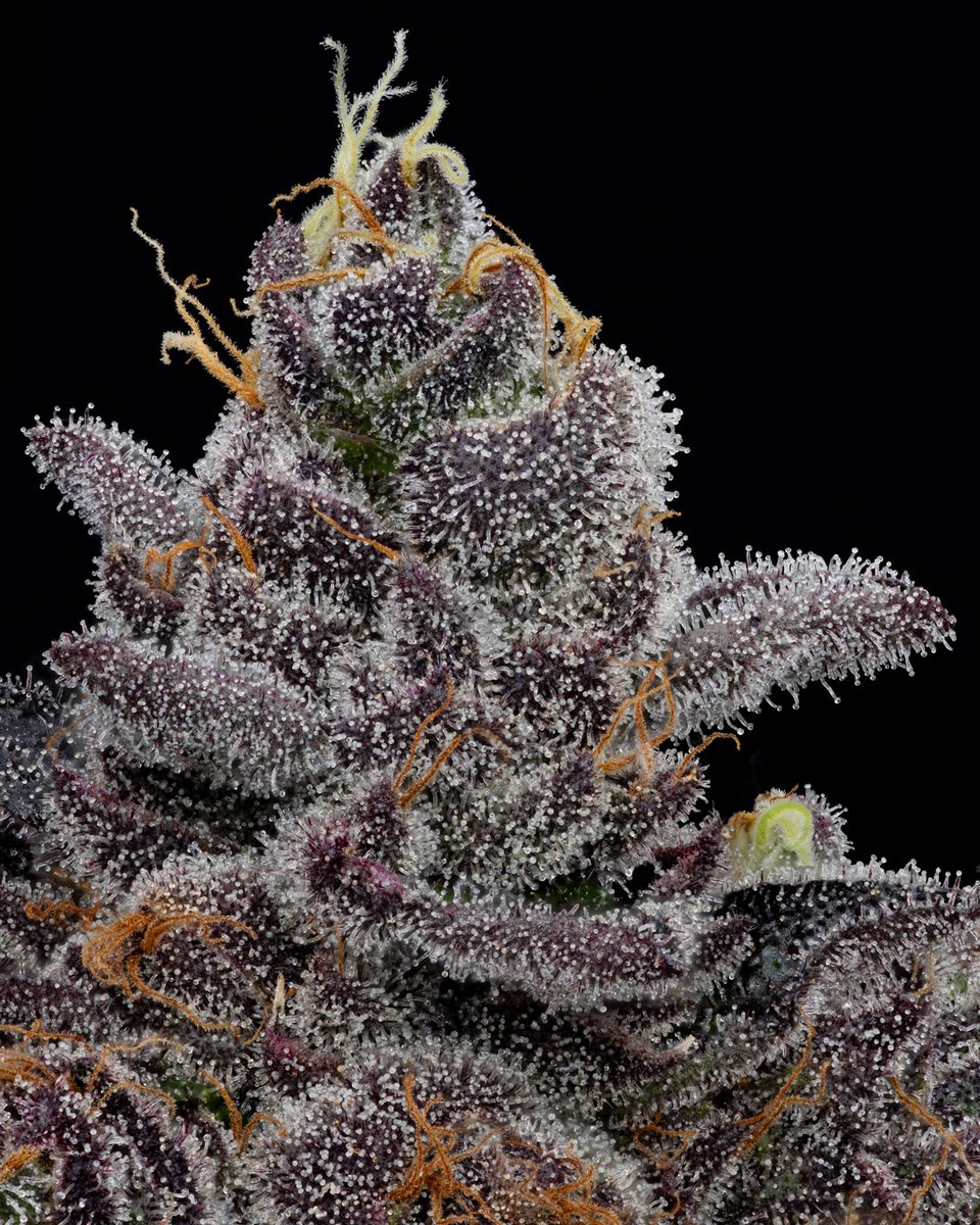 dcpremierfarms's tweet photo. Gas Basket  reflects its pungent, gasoline-like scent with hints of earthy and citrus undertones. When consumed, It can induce a relaxed and euphoric state, making it a go-to choice for those seeking stress relief and mood enhancement. 
#cannabis #terpenes #trichomes #smokesesh https://t.co/VwQ7IemIyj
