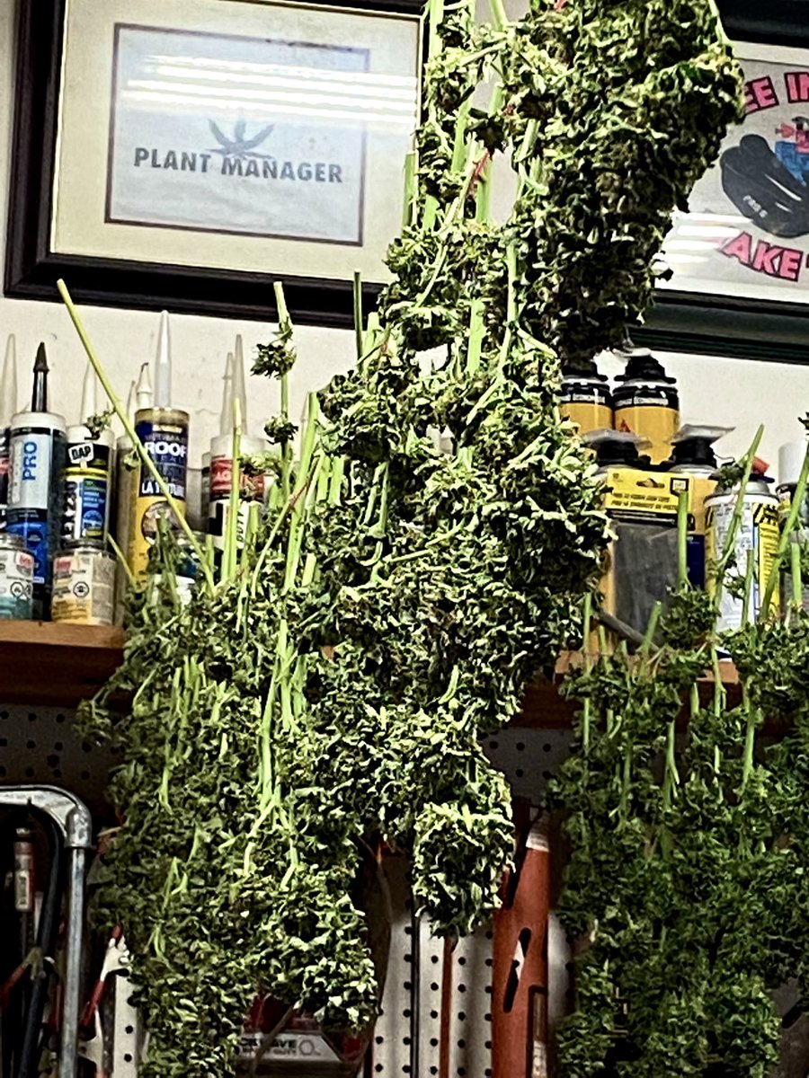 cannarelief420's tweet photo. #cannabis drying time
#CannabisCommunity
#growyourown
#fourplants
#Canada πͺ΄π¨π¦ https://t.co/fpKfCwle9q