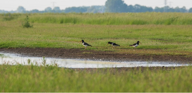 Benieuwd naar het laatste nieuws over het agrarisch natuurbeheer in de #Hoeksche Waard? Nieuwsbrief 6 van de Coöperatie Collectief Hoeksche Waard (#CCHW) staat op de website van CCHW nieuwsbriefcchwoktober2023_nr6.pdf