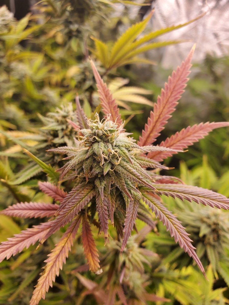 DarkCloverFarm's tweet photo. Some of my plants
#CannabisCommunity #cannabis #legalstate #marijuana #plants https://t.co/l8Zm7BwPn4