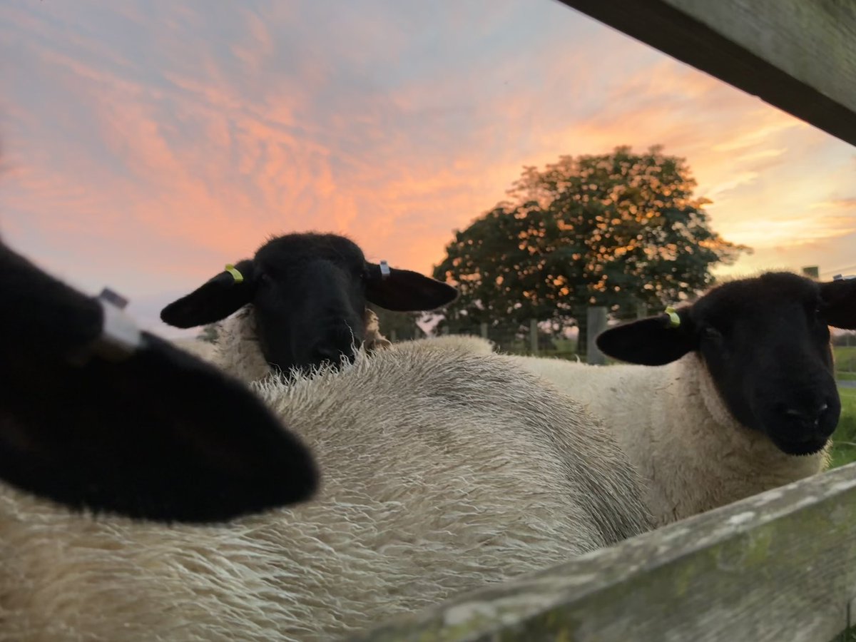 Lucy1Shaw's tweet photo. Eventually the rain has stopped!
I love this time of year, chilly days and beautiful sunsets/rises. The festive season will soon be upon us.
😊

#suffolkewelambs #winteriscoming https://t.co/rk8kWaTSBQ