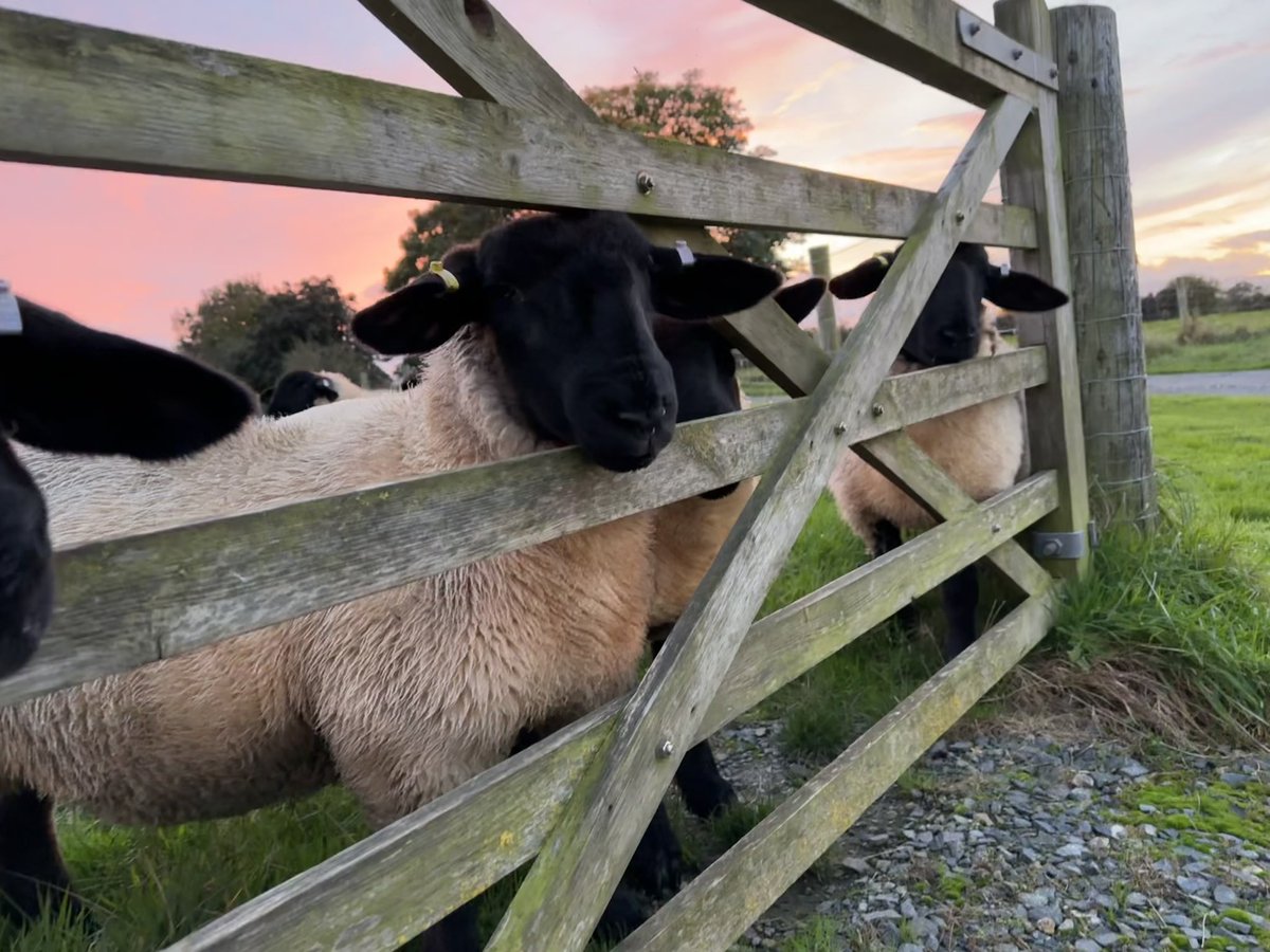 Eventually the rain has stopped!
I love this time of year, chilly days and beautiful sunsets/rises. The festive season will soon be upon us.
😊

#suffolkewelambs #winteriscoming