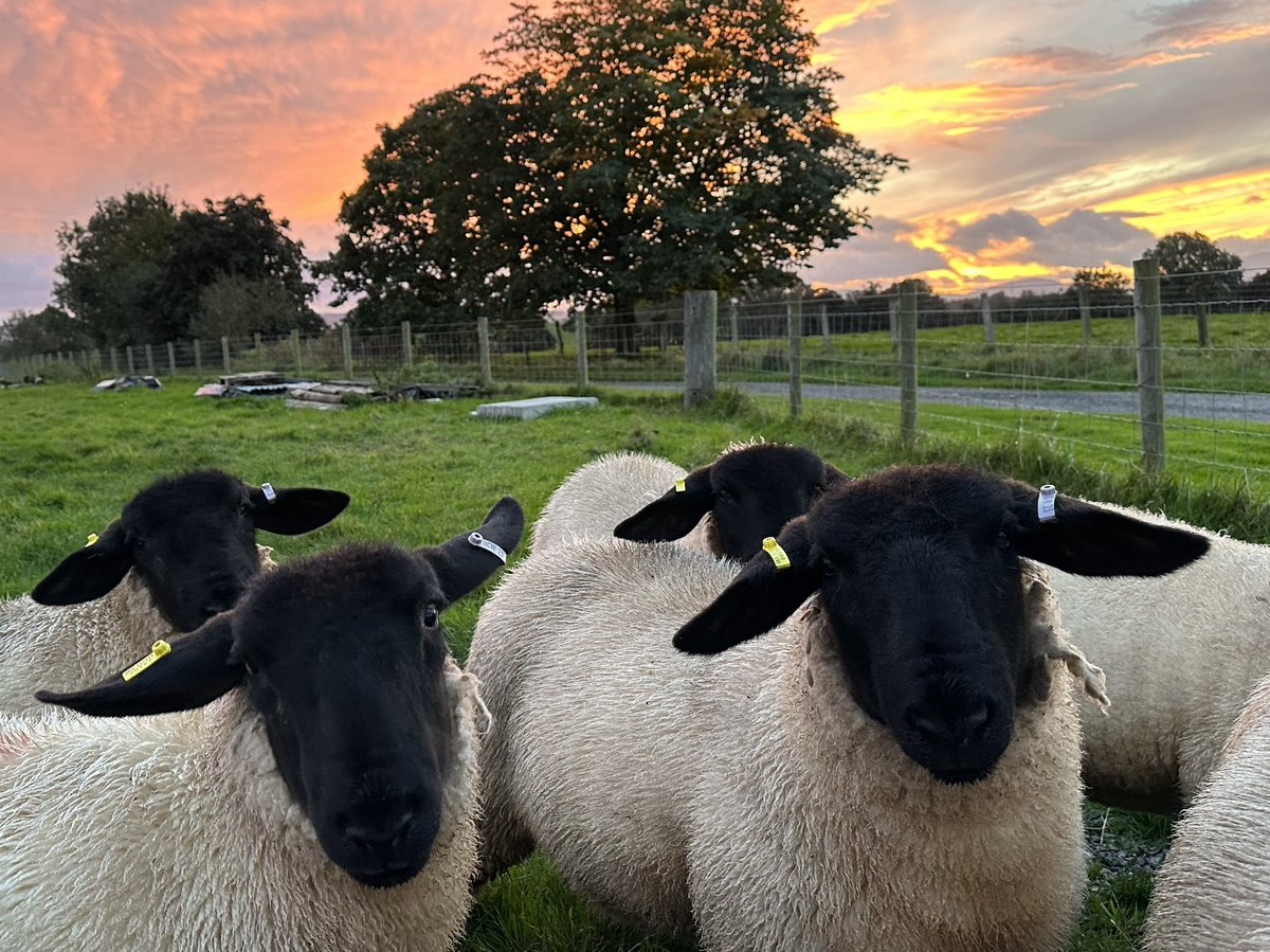 Lucy1Shaw's tweet photo. Eventually the rain has stopped!
I love this time of year, chilly days and beautiful sunsets/rises. The festive season will soon be upon us.
😊

#suffolkewelambs #winteriscoming https://t.co/rk8kWaTSBQ