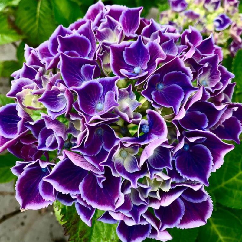 Ode à la Rose tweet media