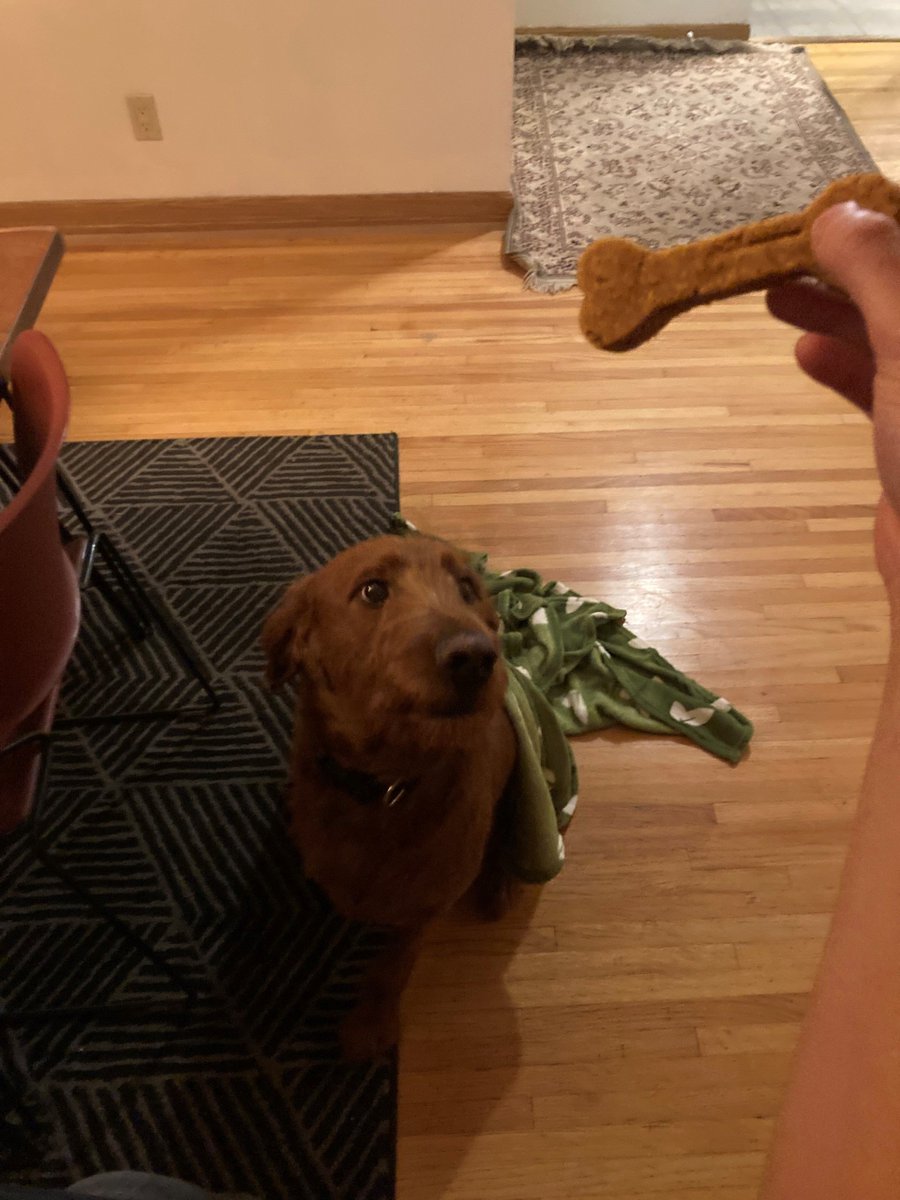 Kali's Wish (@kalis_wish) on Twitter photo Meet Benji! This handsome boy is currently battling #Osteosarcoma. He just received his Kali Kares care package and his favourite treat was <a href="/chefLiana/">Liana Robberecht</a>'s cookie. He’s so adorable! We’re sending lots of love and support to Benji and his Pet Guardians. ❤️
hubs.la/Q025xK9Y0 Meet Benji! This handsome boy is currently battling #Osteosarcoma. He just received his Kali Kares care package and his favourite treat was <a href="/chefLiana/">Liana Robberecht</a>'s cookie. He’s so adorable! We’re sending lots of love and support to Benji and his Pet Guardians. ❤️
hubs.la/Q025xK9Y0