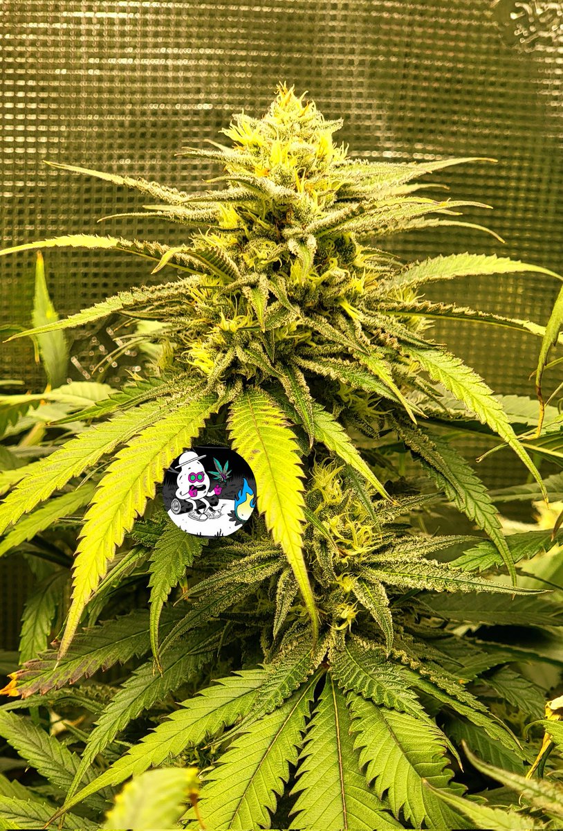 Lovely lady under fun sun.
#OnlyPlant 
#OnlyFlower