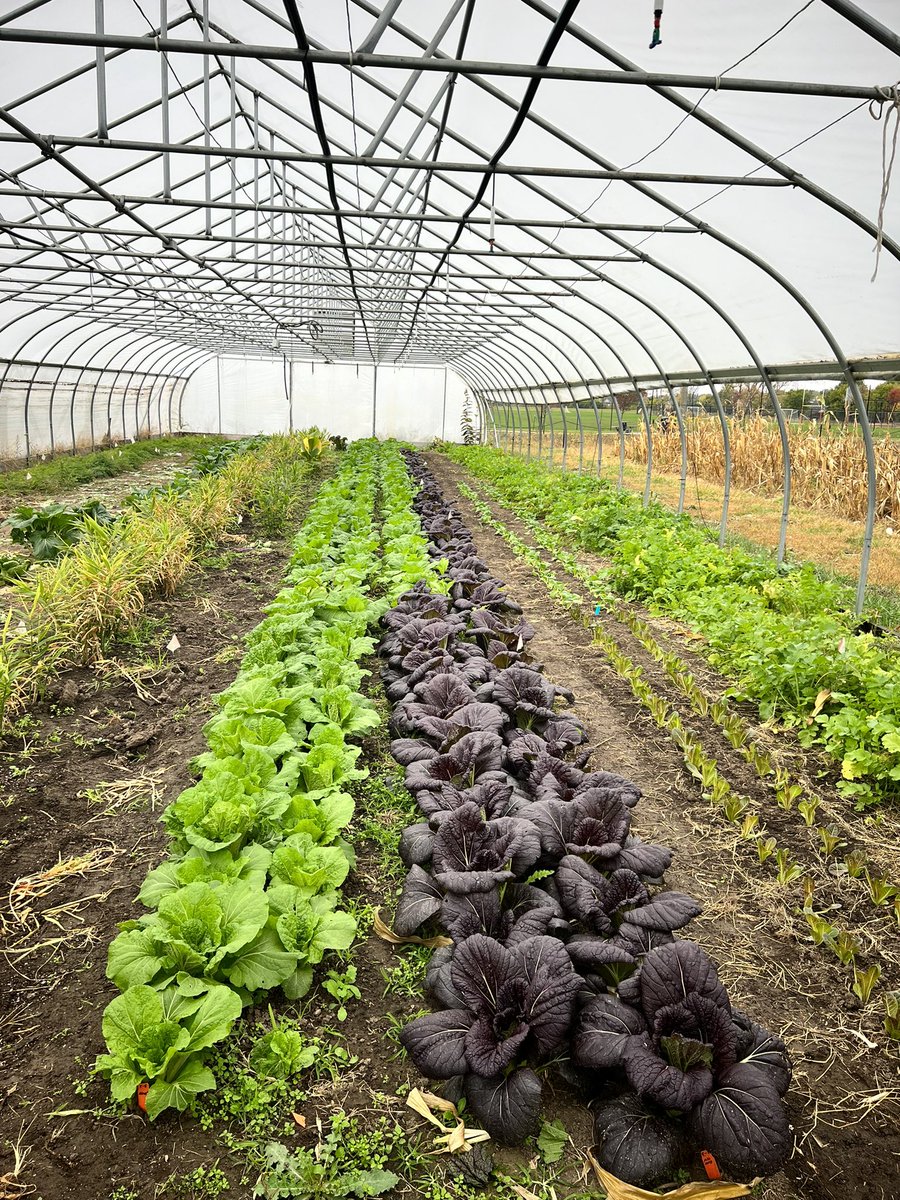 Shivika/शिविका✨ (@shivikaaggrawal) on Twitter photo ☁️Spent a blissful morning <a href="/PurdueSFarm/">Purdue Student Farm</a>🧚🏻
🍅High tunnels were a treasure trove of tomatoes and peppers, bursting with vibrant colors.
🥬Cabbages & lettuce were in their colorful glory.
🍋Lemon balm scent was a sensory treat!
🙌Huge thanks to Chris Adair for enlightening tour. ☁️Spent a blissful morning <a href="/PurdueSFarm/">Purdue Student Farm</a>🧚🏻
🍅High tunnels were a treasure trove of tomatoes and peppers, bursting with vibrant colors.
🥬Cabbages & lettuce were in their colorful glory.
🍋Lemon balm scent was a sensory treat!
🙌Huge thanks to Chris Adair for enlightening tour.
