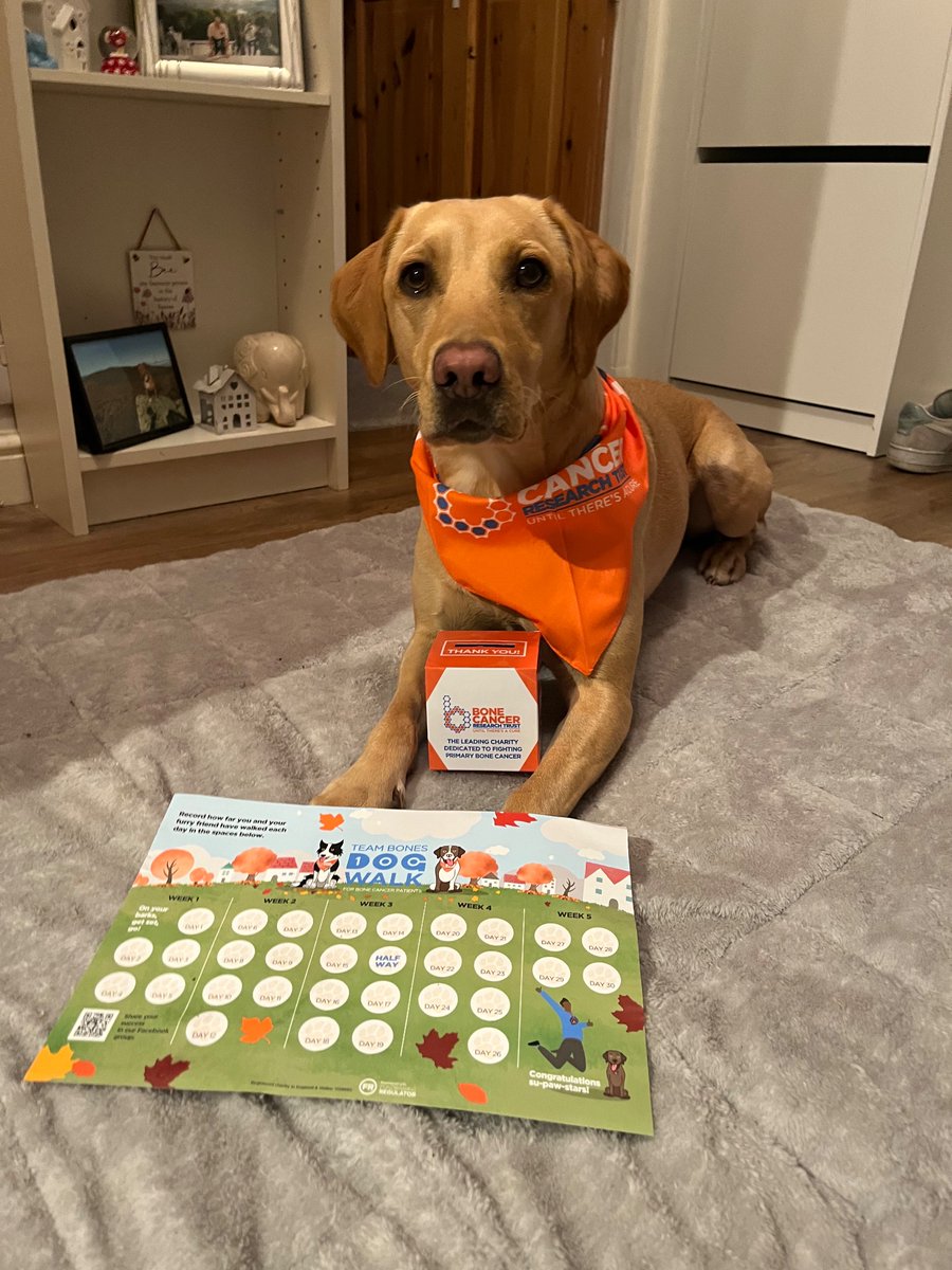 ChristyGordon12's tweet photo. Hi all,
My dog Lucy and I are walking 100km this November to raise funds for @BCRT
If anyone would be so kind and sponsor us it would be very much appreciated.
Thank you,
Christy & Lucy πΎπ§‘π¦΄
#teambones #bonecancerresearchuk #untilthereisacure
https://t.co/9ZV3yas3Jk https://t.co/RBIsUNMyCQ