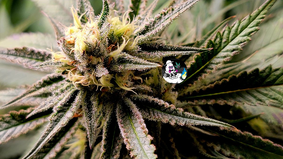 Frost is coming in nicely on this random bean from a friend.
#OnlyPlant 
#OnlyFlower