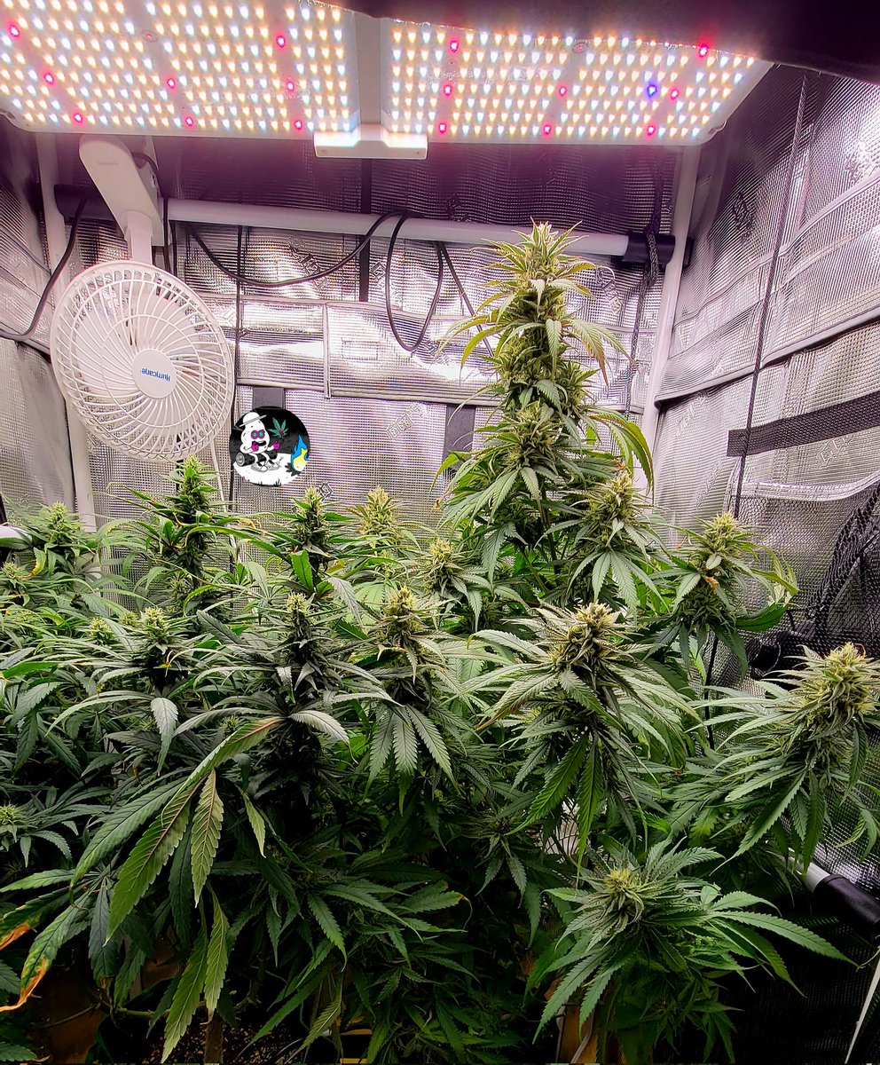The garden smells so sweet on these cold days. <a href="/spiderfarmerled/">Spider Farmer LED</a> with <a href="/FoxFarmSoil/">FoxFarm Soil & Fertilizer Company</a> and <a href="/lotusnutrients/">Lotus Nutrients</a> make these ladies grow big and strong.
#Mmemberville #CannaLand