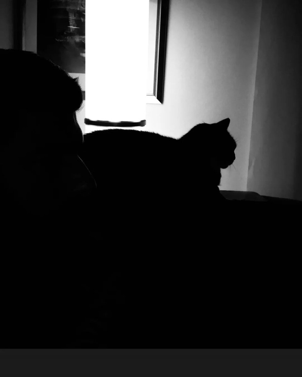 HaniyahMasowd's tweet photo. Gorgeous @enginakyurek cats #Sefa #Feyaz h& haniyah's #instincts 🫠 sometimes haniyah feels like a psychic where you are concerned.
#instaposts https://t.co/8tna64uwEj