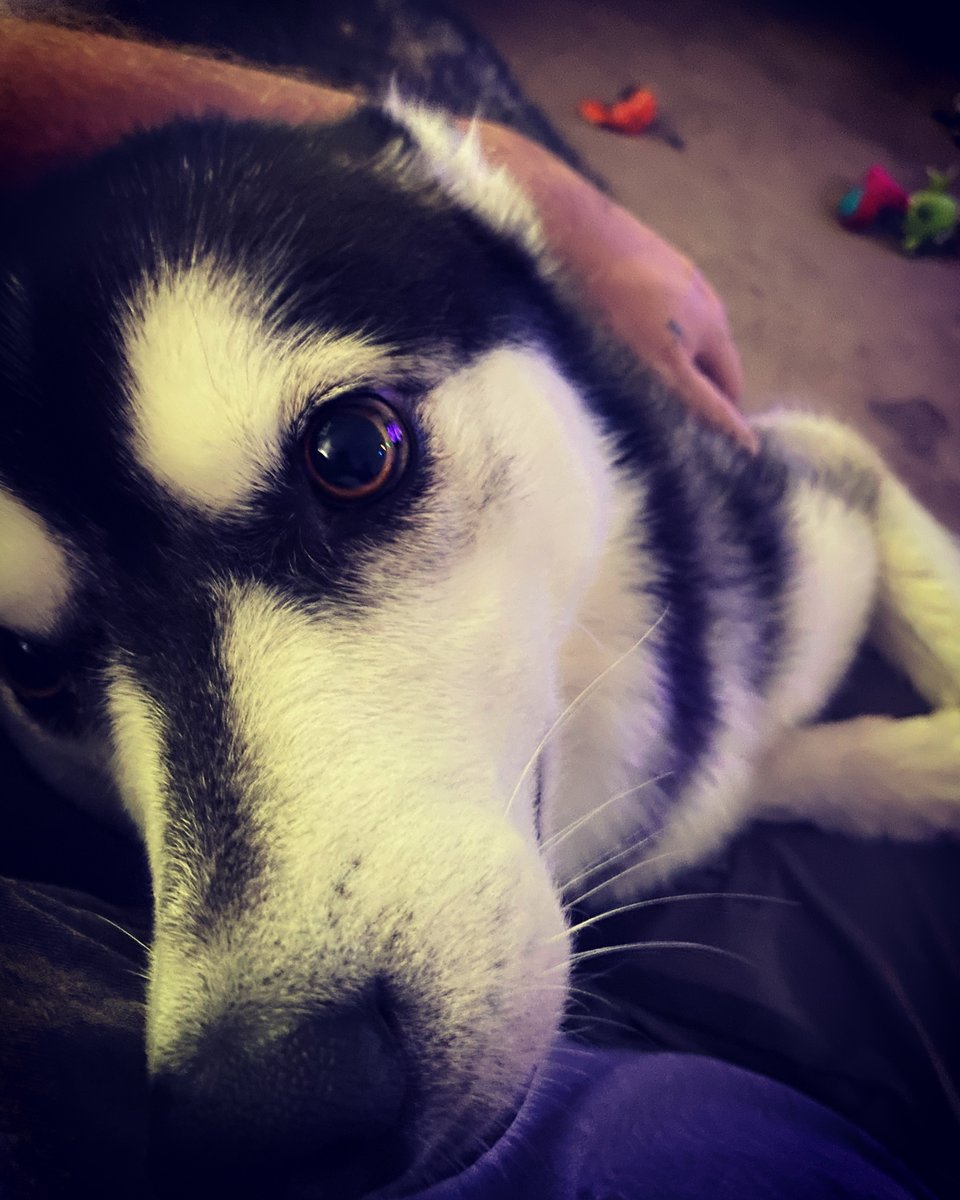 frolicswith's tweet image. 😍 Meet this sweet husky with eyes that speak volumes of love and  companionship. A picture-perfect moment that warms the heart and melts  away any worries. 🐾❤️ #HuskyLove #UnconditionalAdoration #AdorablePets  #PuppyEyes