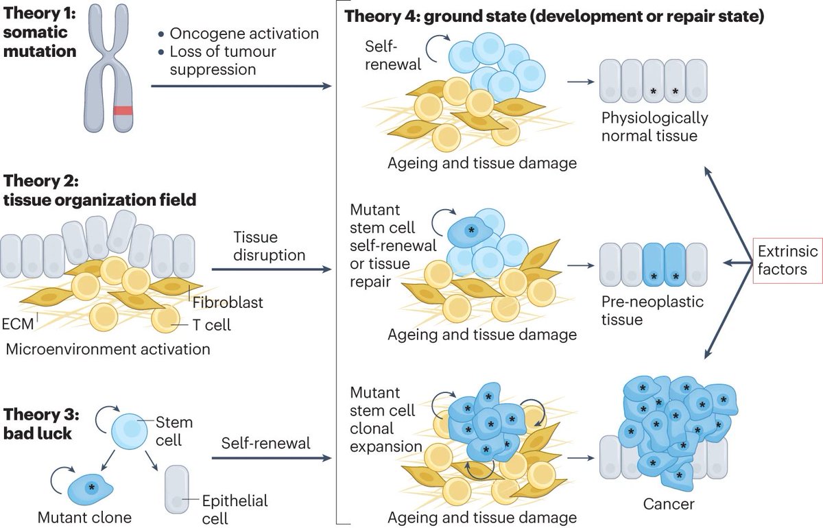 Principal theories of cancer origins