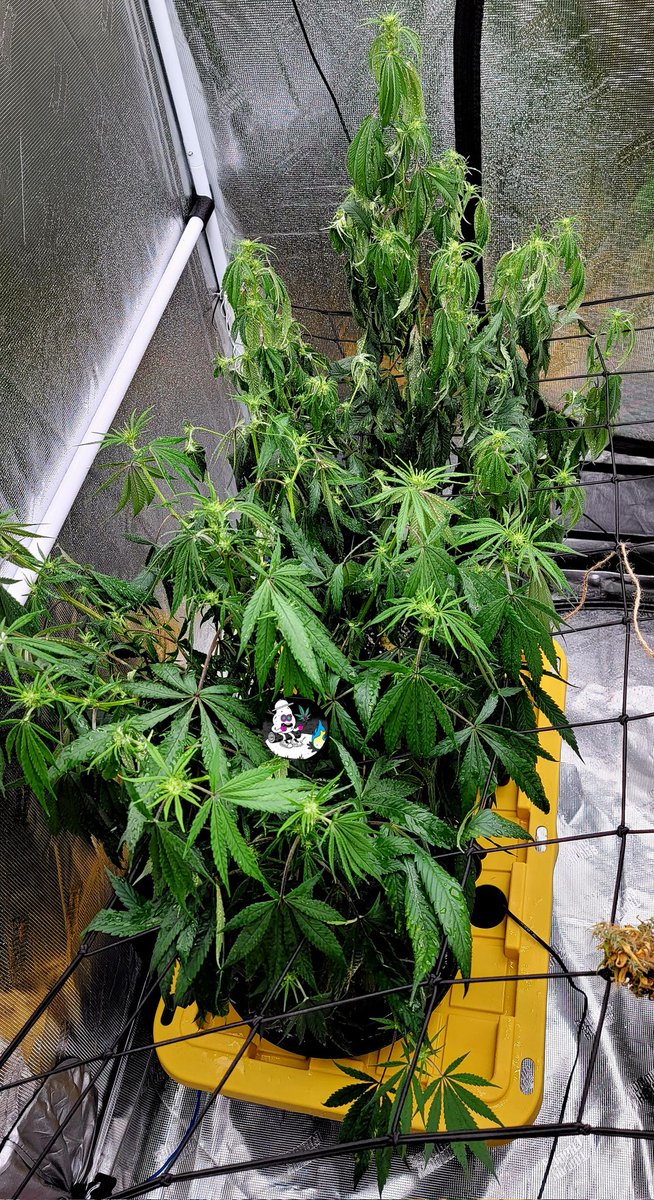 CryptoBudNFT's tweet photo. I was able to save these two ladies after a week of no water. They are going strong and fruiting healthy.
#OnlyPlant
#OnlyFlower
#CannaLand #Mmemberville #StonerFam #Cannafarm https://t.co/VLTPgVFXYH