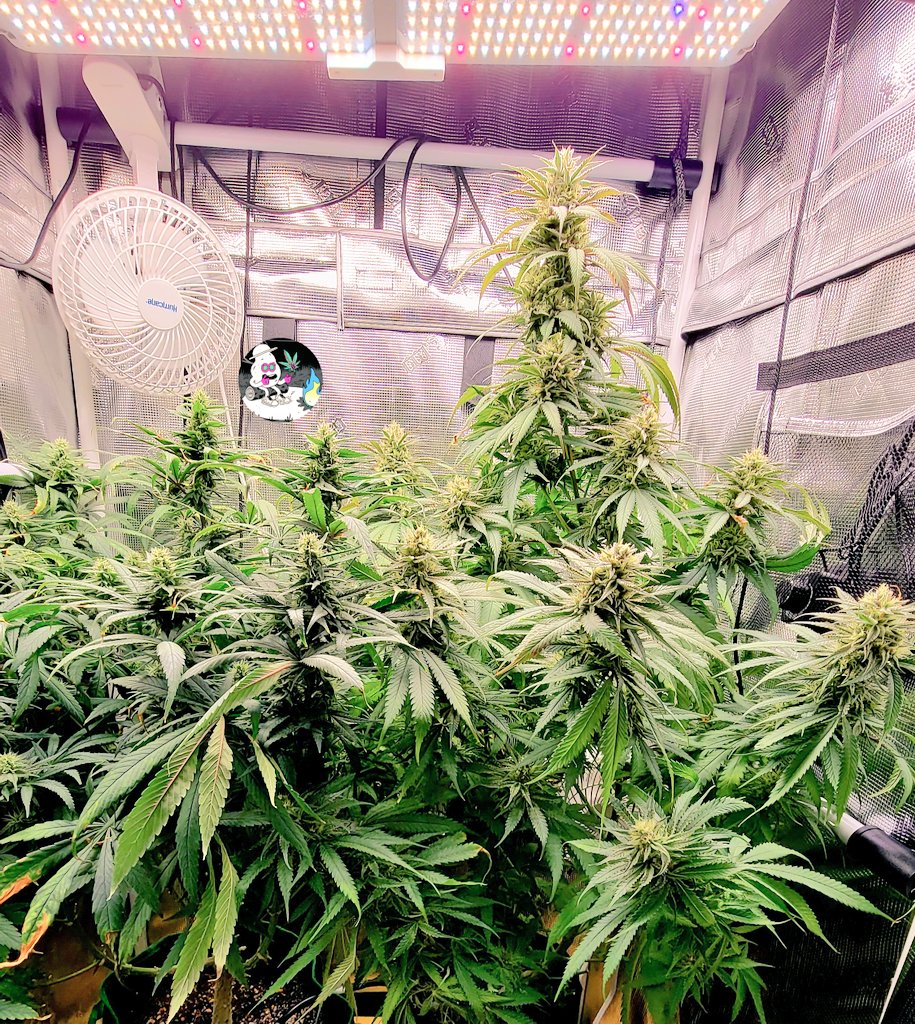 I was able to save these two ladies after a week of no water.  They are going strong and fruiting healthy. 
#OnlyPlant
#OnlyFlower
#CannaLand #Mmemberville #StonerFam #Cannafarm