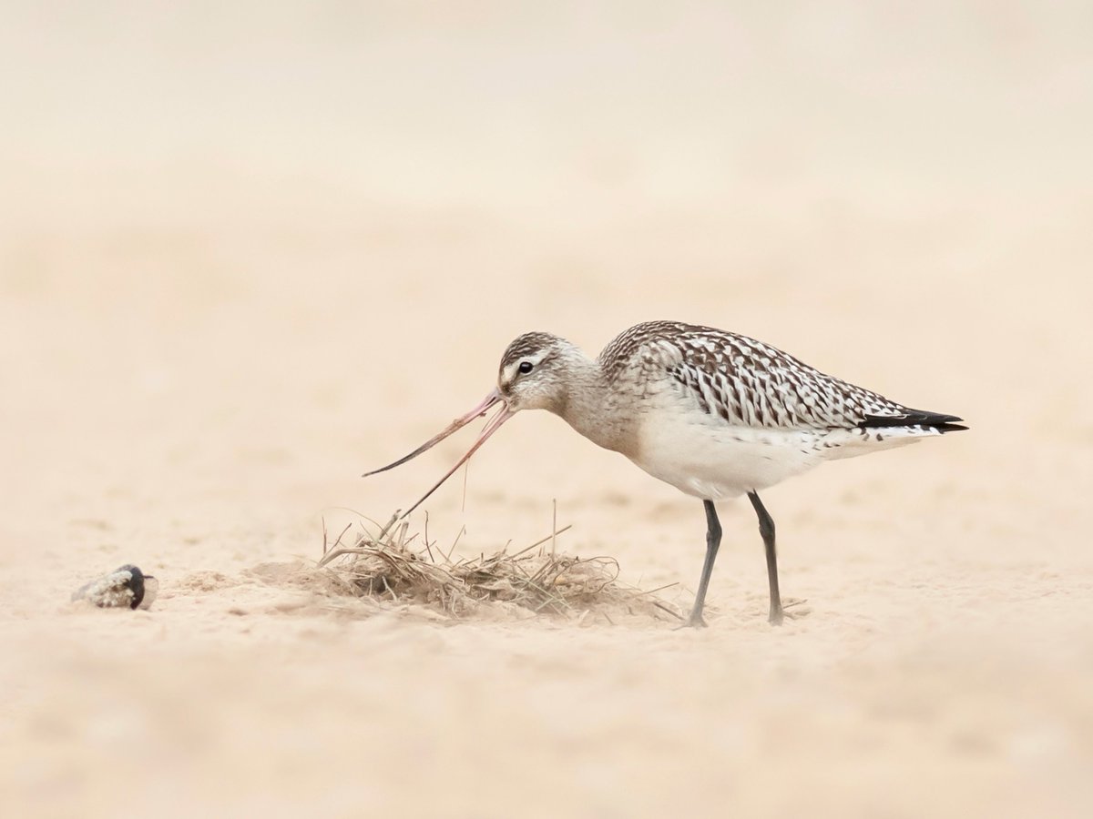 Bar-tailed Godwit, RSPB Titchwell beach last week @Natures_Voice #titchwell #waders #BirdsSeenIn2023 #birdwatching #Norfolk