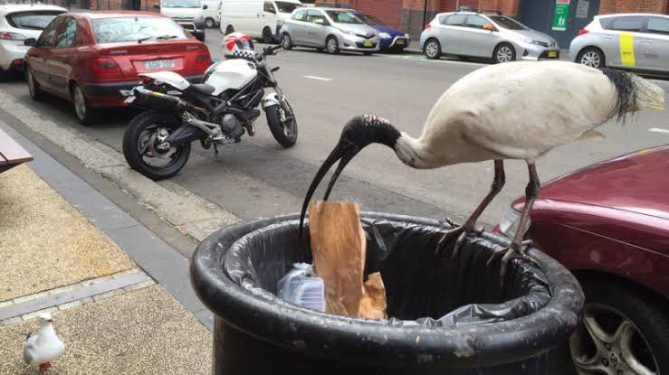 Dapf97's tweet photo. @_hayleymckenna Stop quacking at the traffic lights then https://t.co/9Sft45VOip
