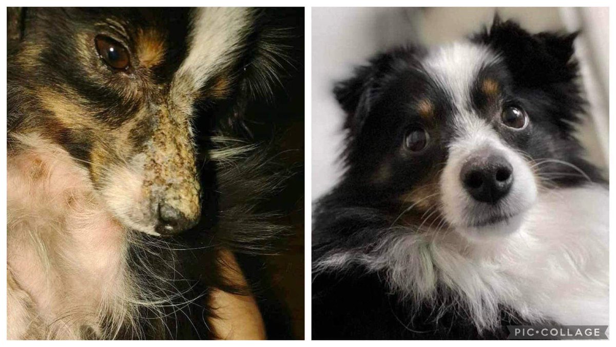 dogs_nc's tweet photo. Gilbert Before, Gilbert After.  Help us continue to save dogs in crisis., https://t.co/4DMoEygPsT @bordercolliedo5  @ModernDogMag @USDogCoalition @DOGliving https://t.co/IAZjY6IJc7