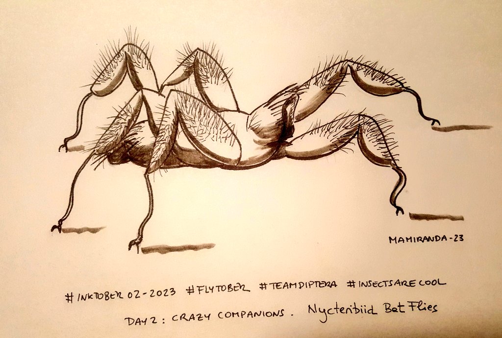 MAMirandaTweet's tweet photo. I know, I know, I'm 14th days delayed for #inktober2023 but still trying to catch up with #Flytober So hopefully, some fly-drawings are coming next days 😁😁 #TeamDiptera #insectsarecool Here the four first ones: Wacky body parts, crazy companions, longest tongue and punk rock!! https://t.co/Uw813MtR2G
