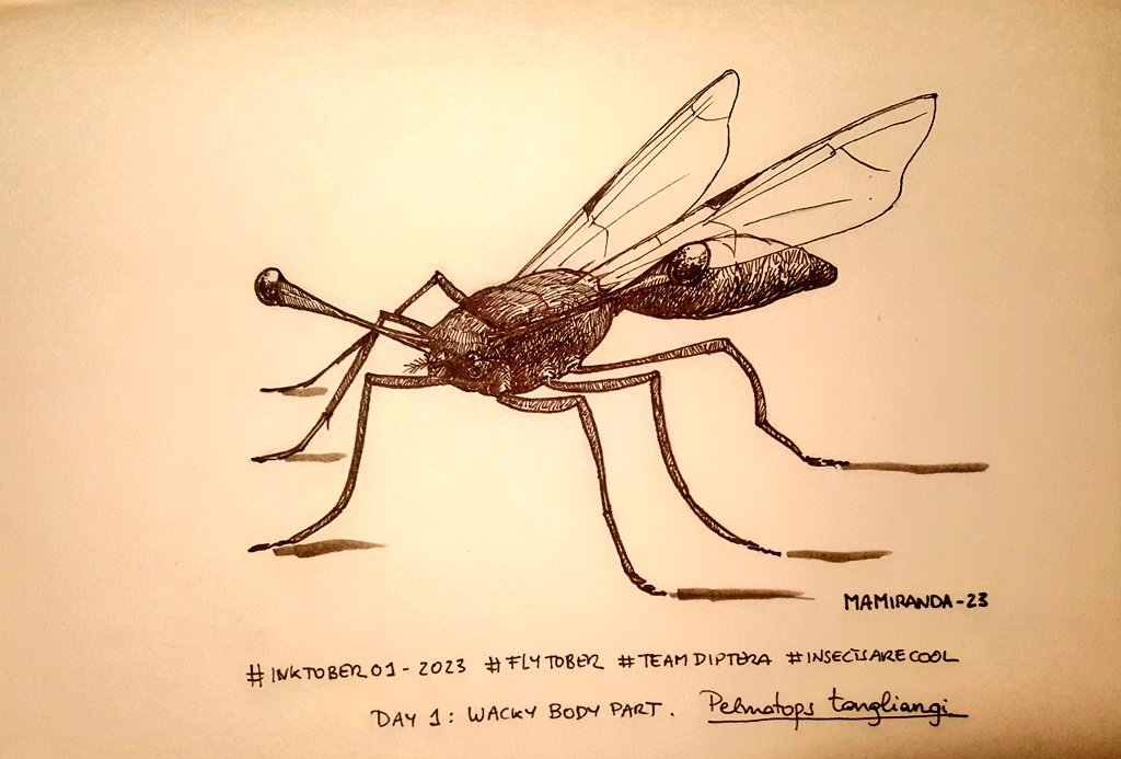 MAMirandaTweet's tweet photo. I know, I know, I'm 14th days delayed for #inktober2023 but still trying to catch up with #Flytober So hopefully, some fly-drawings are coming next days 😁😁 #TeamDiptera #insectsarecool Here the four first ones: Wacky body parts, crazy companions, longest tongue and punk rock!! https://t.co/Uw813MtR2G