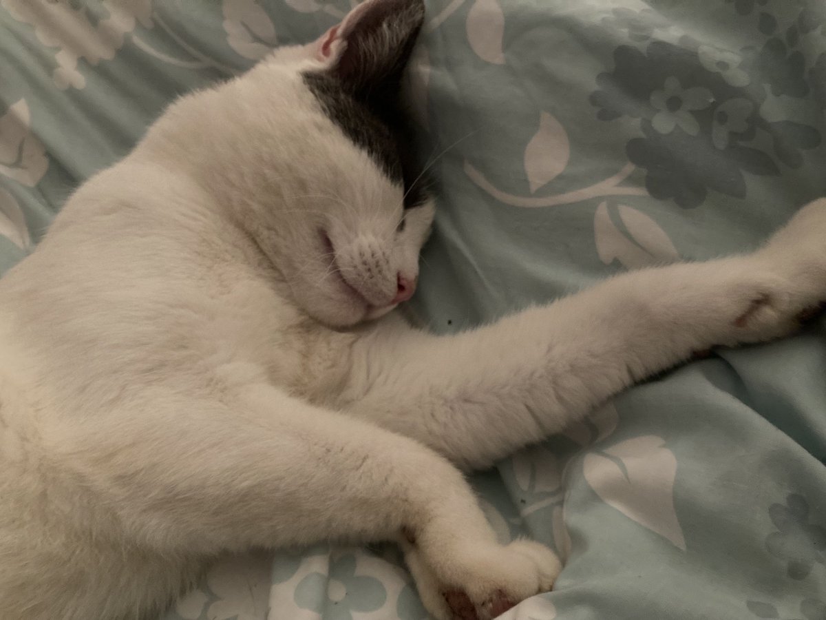 It’s a stretch out kind of Saturday #cats #catsoftwitter #catsontwitter #catsofX