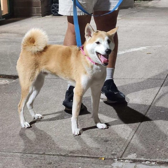 Keith Olbermann's Dogs tweet media