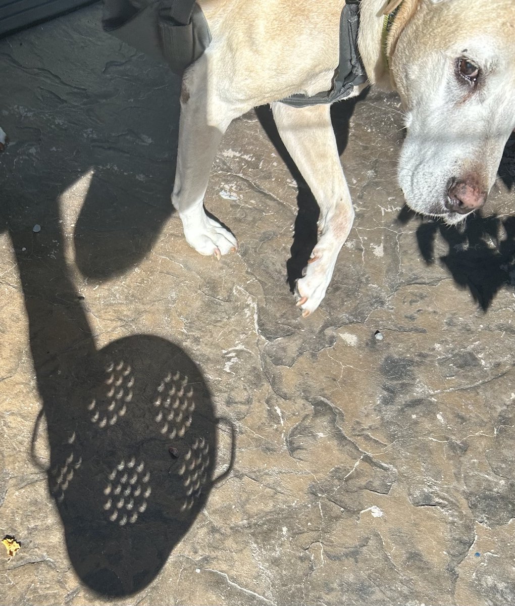 Kristen Walbolt tweet media