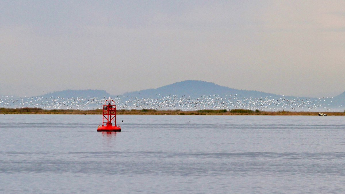 They’re baaaaaaaack! #Steveston #BC #SnowGeese