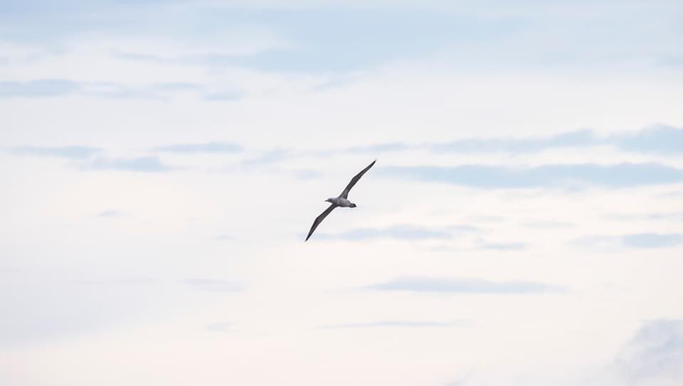 ivor_13's tweet photo. @teesbirds1 A couple of hours at Blackhall Rocks. Plenty of action but way out to sea. Just one I can’t identify so help would be appreciated.i https://t.co/3ZKDjKg2HE