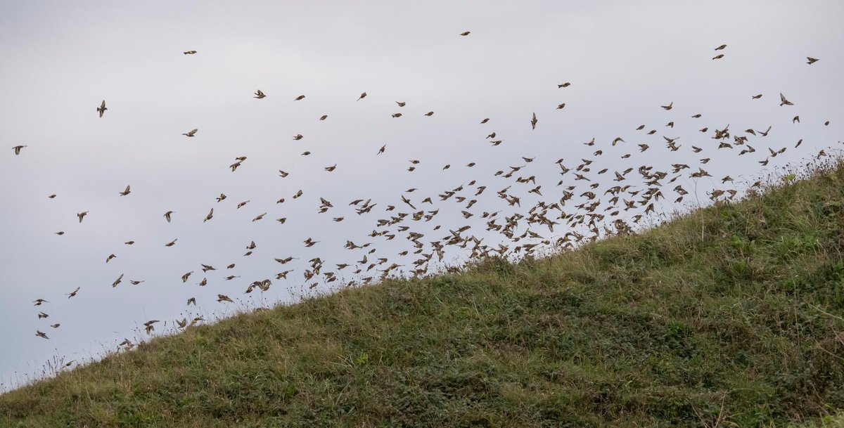 ivor_13's tweet photo. @teesbirds1 A couple of hours at Blackhall Rocks. Plenty of action but way out to sea. Just one I can’t identify so help would be appreciated.i https://t.co/3ZKDjKg2HE