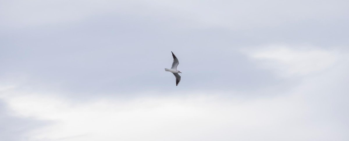 ivor_13's tweet photo. @teesbirds1 A couple of hours at Blackhall Rocks. Plenty of action but way out to sea. Just one I can’t identify so help would be appreciated.i https://t.co/3ZKDjKg2HE