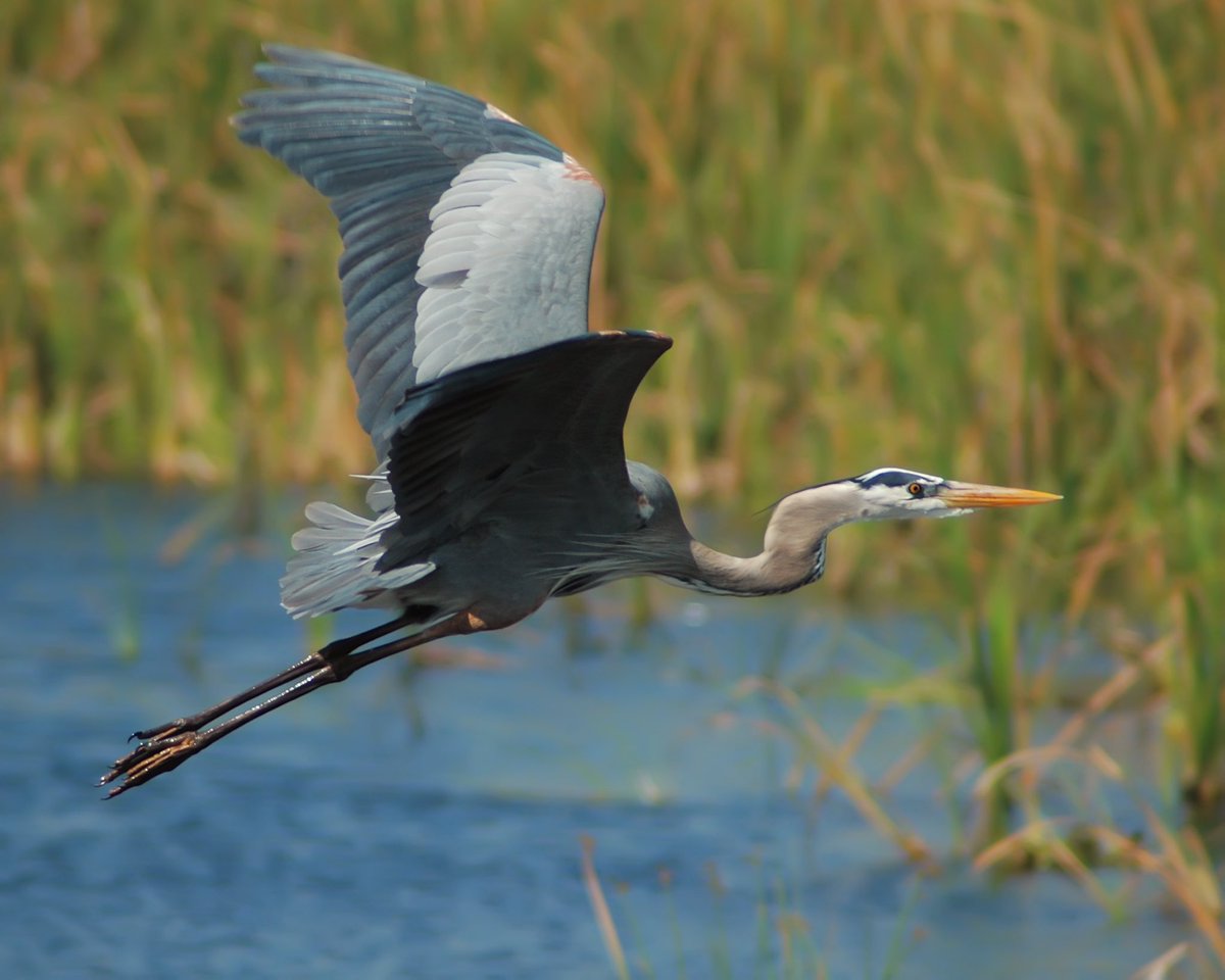 Temagami is a great place for birdwatching, and is home to a wide variety of bird species, including great blue herons, ospreys, woodpeckers, warblers, and many others. Birdwatchers will find ample opportunities to spot and observe different species throughout the area.
#temagami