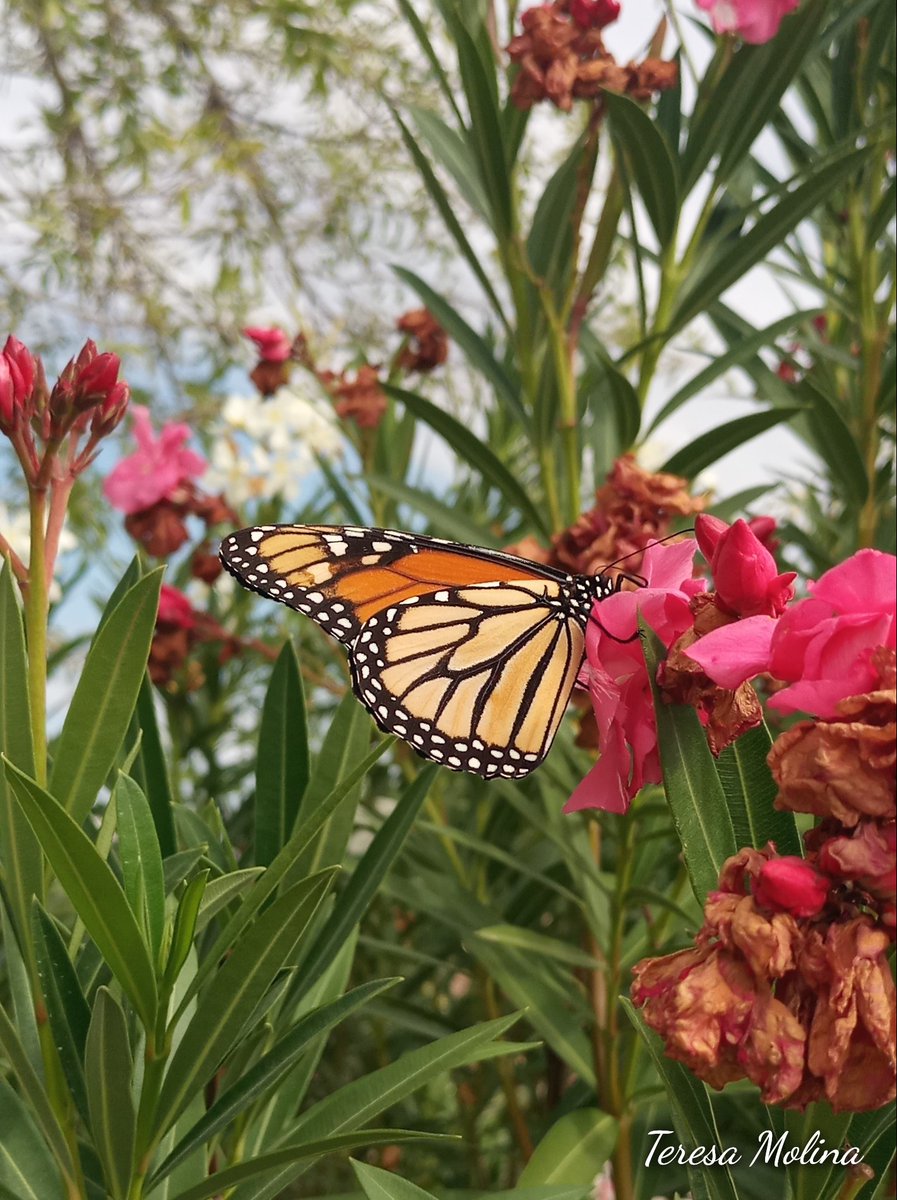 Bienvenida 
#MariposaMonarca Danaus plexippus
 Un año mas d su extraordinario trayecto desde Canadá, USA para finalmente llegar a los Santuarios  del centro d nuestro México.
Primeras q se observan hoy  y temporada.
Aquí en #PiedrasNegras Coahuila
#Biodiversidad  #Migraciõn2023