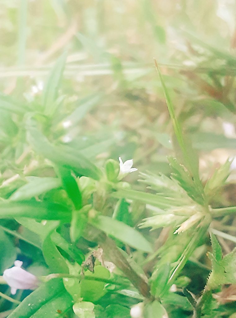 faflpou's tweet photo. おはよう🍀
足元の小さいお花を見つけると
うれしくなるんだよね✨
今日もほんのりの幸せ
探しに行こ～🎶 https://t.co/OxCuDnS7wl